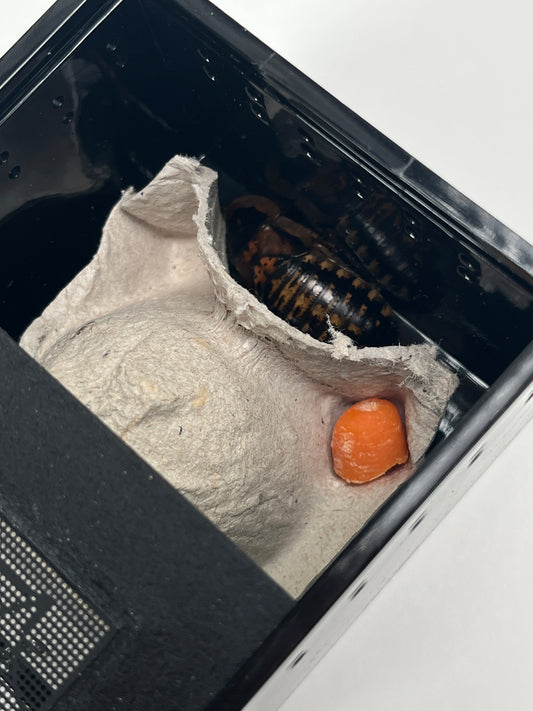 Adopt a Dubia! Mini Dubia Roach Habitat