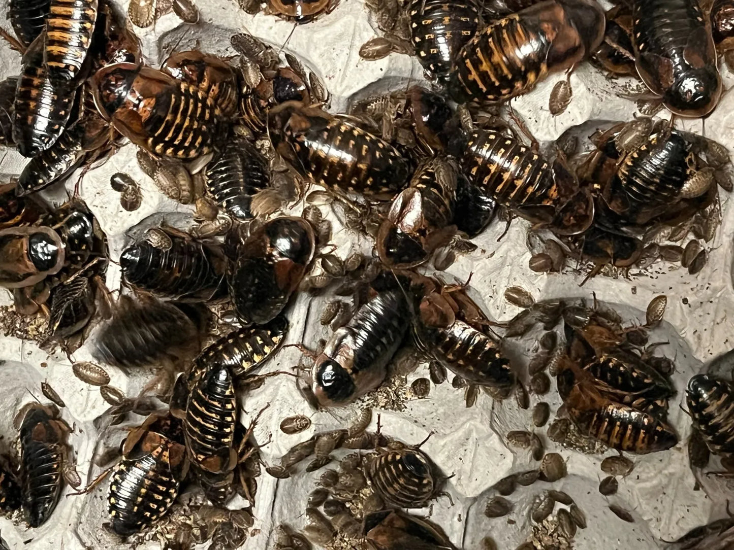 Dubia Roach Breeding Kit (JUST ADD DUBIA!)