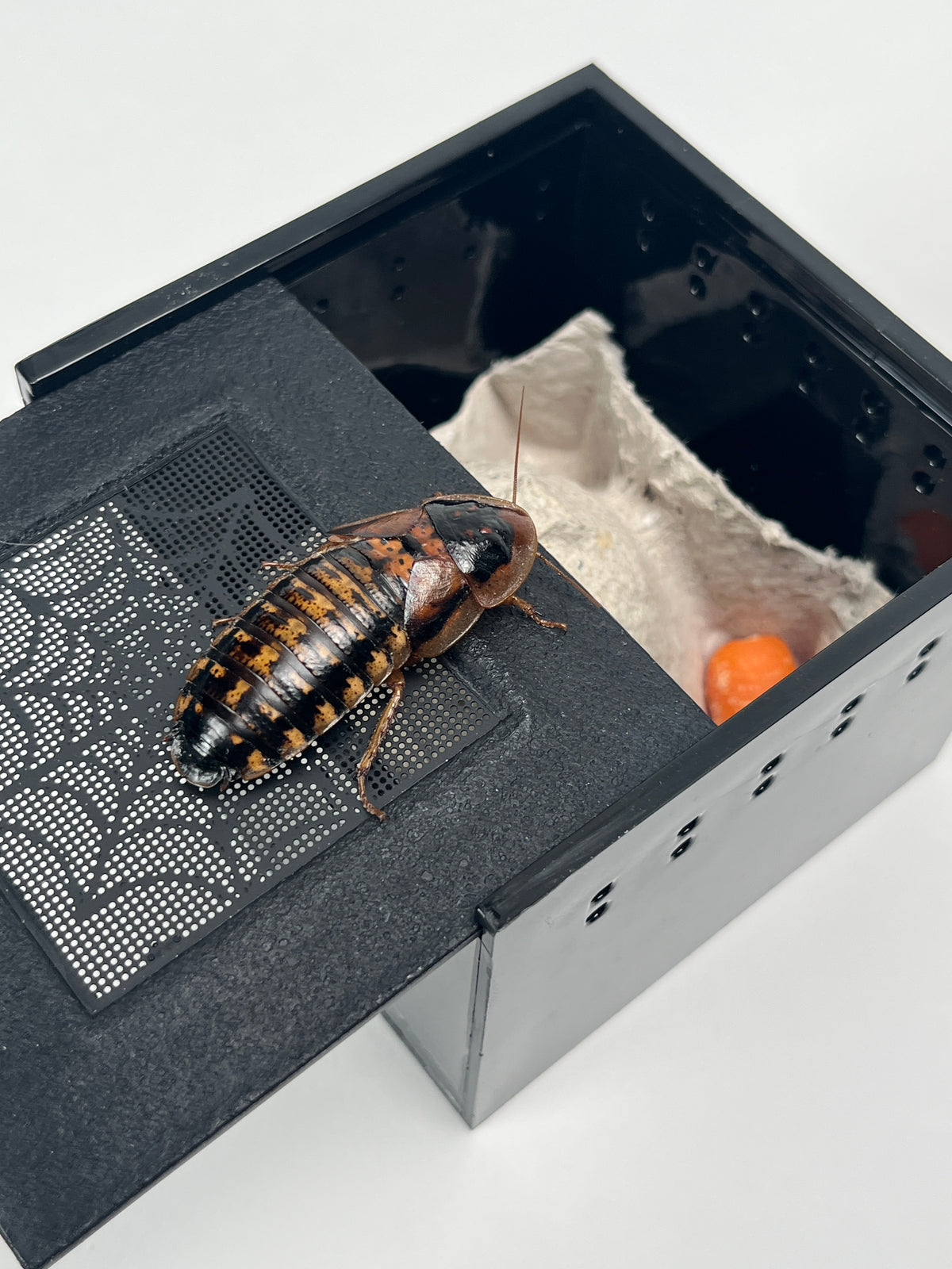 Adopt a Dubia! Mini Dubia Roach Habitat