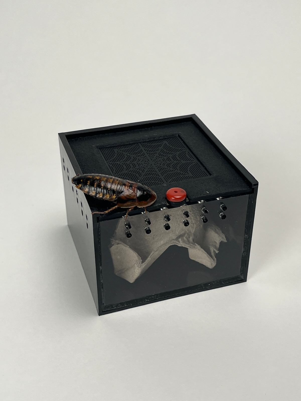 Adopt a Dubia! Mini Dubia Roach Habitat