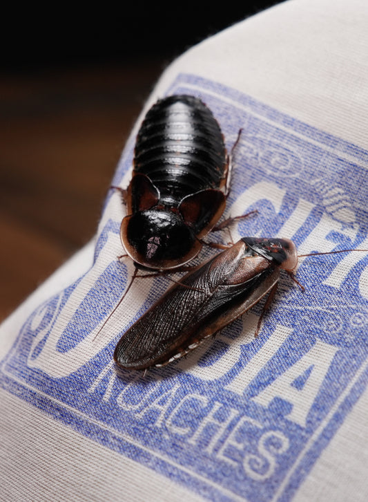 Dubia Roach Breeder Set (10 Females and 5 Males)