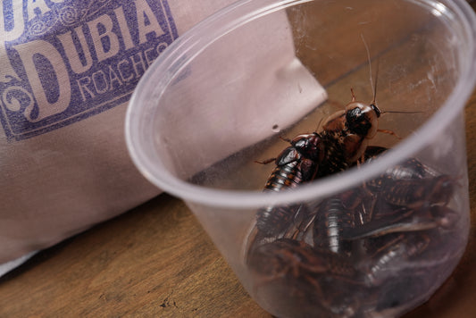 Dubia Roach Breeder Set (10 Females and 5 Males)